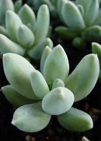 Pachyveria 'Haagei'